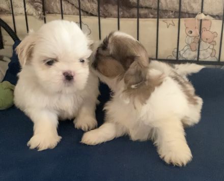 Schöne Shih Tzu-Welpen