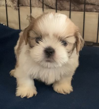 Schöne Shih Tzu-Welpen