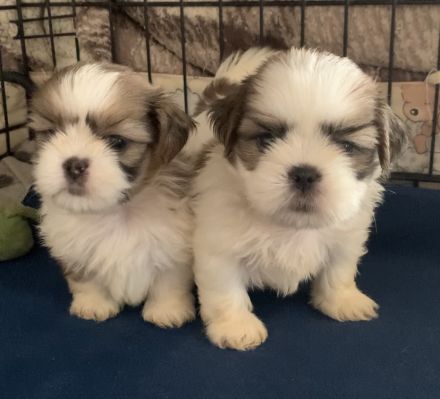 Schöne Shih Tzu-Welpen