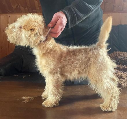 Lakeland Terrier Welpen abzugeben!