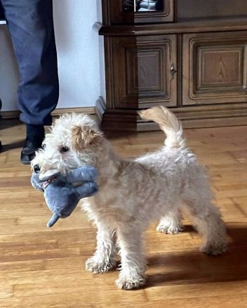 Lakeland Terrier Welpen abzugeben!