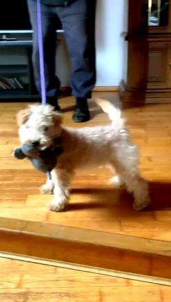 Lakeland Terrier Welpen abzugeben!