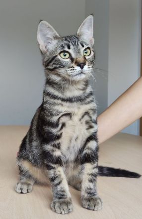 Congo und Cairo, 8 Monate, freuen sich auf ein Zuhause