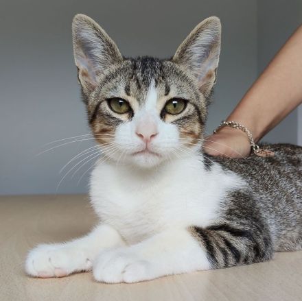 Congo und Cairo, 8 Monate, freuen sich auf ein Zuhause