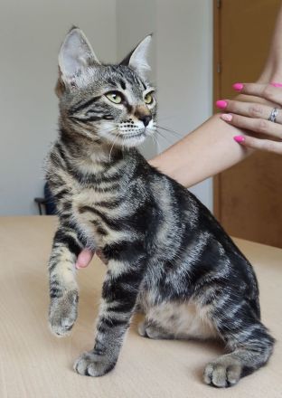 Congo und Cairo, 8 Monate, freuen sich auf ein Zuhause