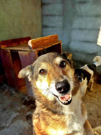 Leni sucht einen Gnadenplatz