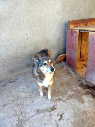 Leni sucht einen Gnadenplatz