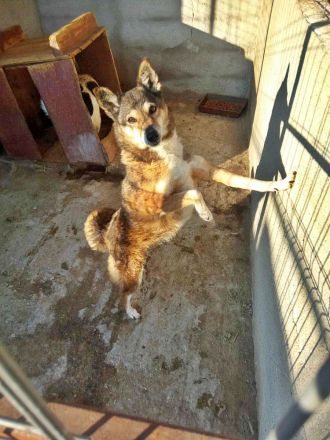 Leni sucht einen Gnadenplatz