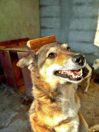 Leni sucht einen Gnadenplatz