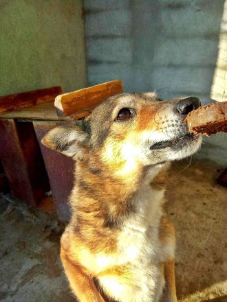 Leni sucht einen Gnadenplatz