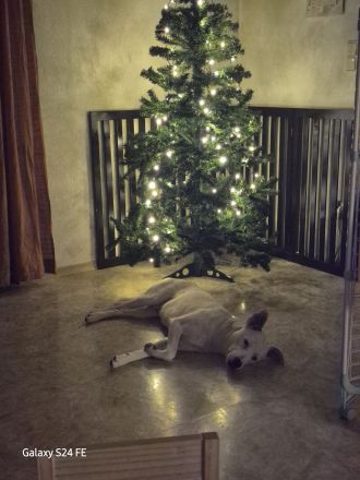 Micky, ein einfühlsamer Mischlingsrüde