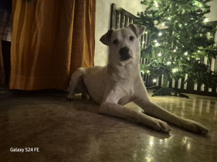 Micky, ein einfühlsamer Mischlingsrüde