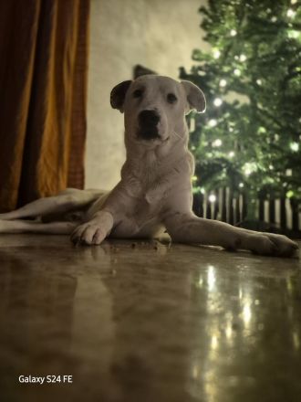 Micky, ein einfühlsamer Mischlingsrüde