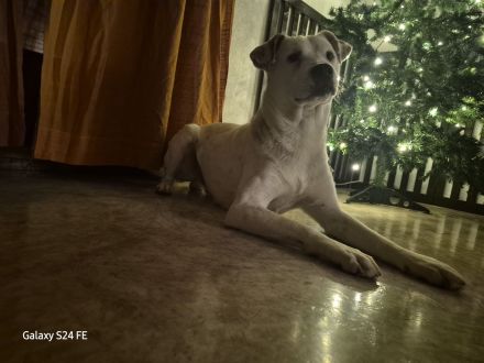 Micky, ein einfühlsamer Mischlingsrüde