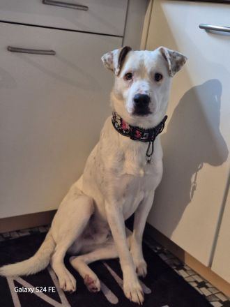 Micky, ein einfühlsamer Mischlingsrüde