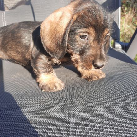 Dackel welpen . Rauhaardackel