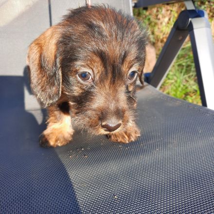 Dackel welpen . Rauhaardackel