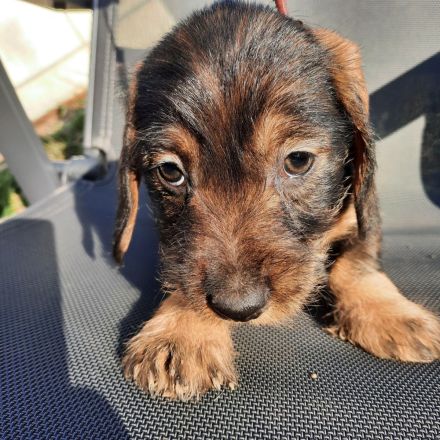 Dackel welpen . Rauhaardackel