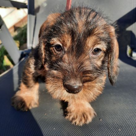 Dackel welpen . Rauhaardackel