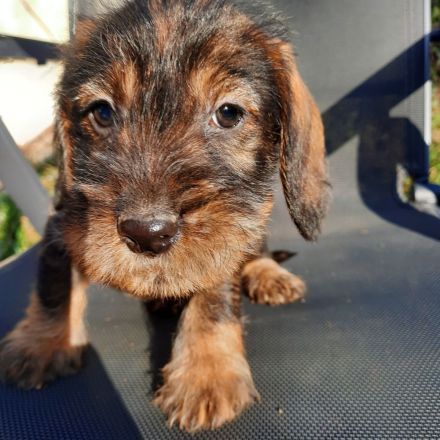 Dackel welpen . Rauhaardackel