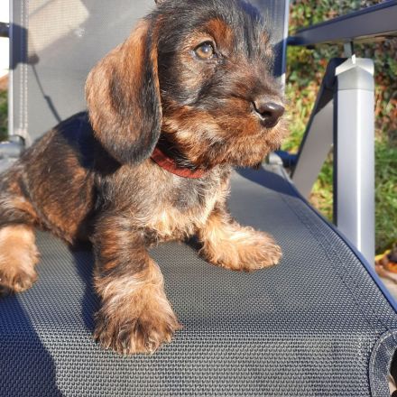 Dackel welpen . Rauhaardackel