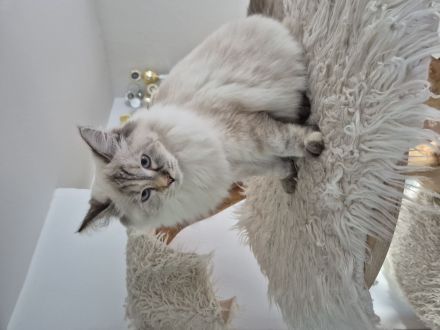 Neva Masquarade Katze sucht neuen Dosenöffner