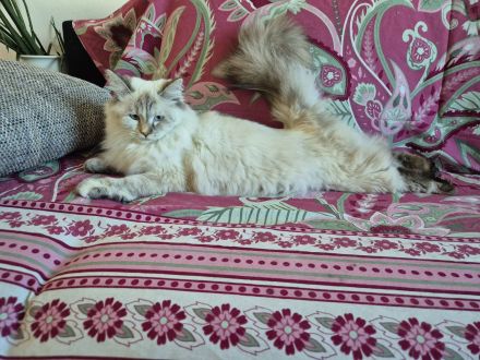 Neva Masquarade Katze sucht neuen Dosenöffner