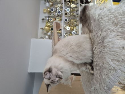 Neva Masquarade Katze sucht neuen Dosenöffner