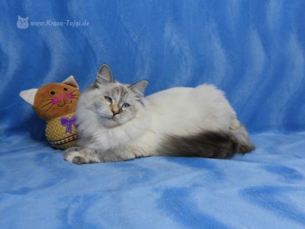 Neva Masquarade Katze sucht neuen Dosenöffner