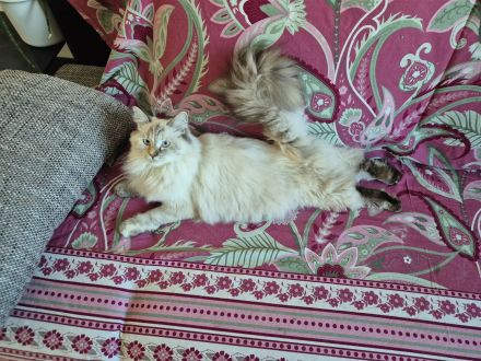 Neva Masquarade Katze sucht neuen Dosenöffner