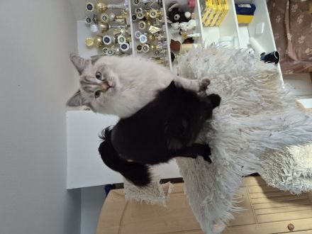 Neva Masquarade Katze sucht neuen Dosenöffner