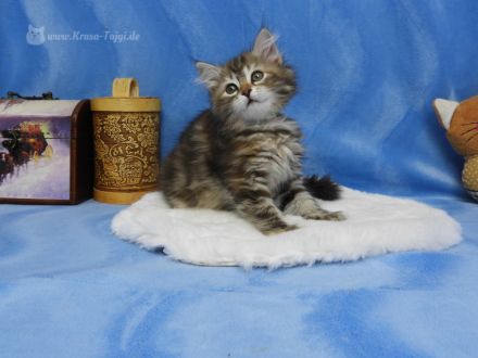 Sibirische Kätzchen