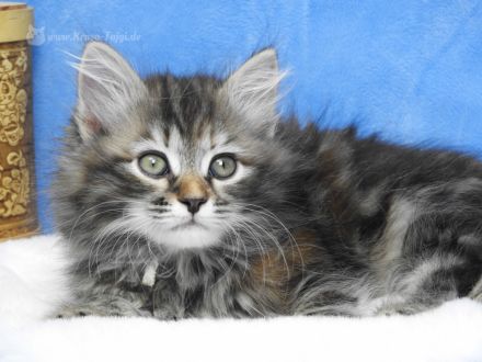 Sibirische Kätzchen