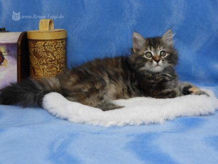 Sibirische Kätzchen