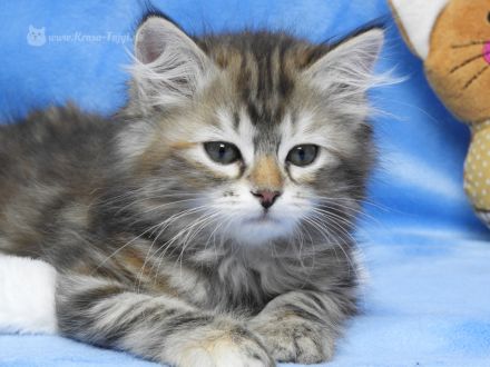 Sibirische Kätzchen