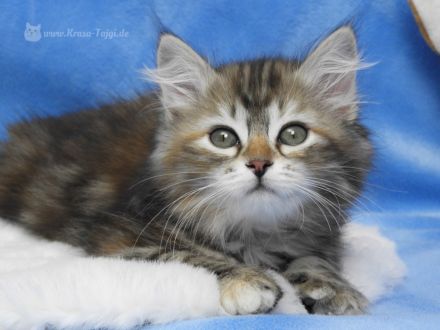 Sibirische Kätzchen