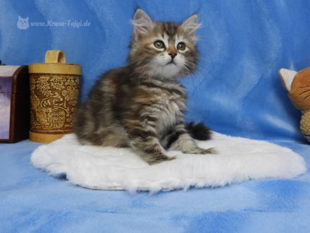 Sibirische Kätzchen