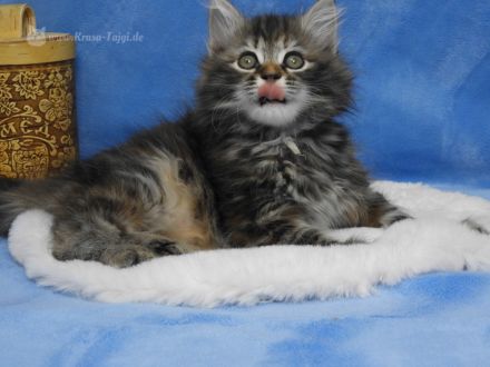 Sibirische Kätzchen