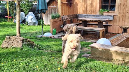 Spanischer Wasserhund Pudel Mix