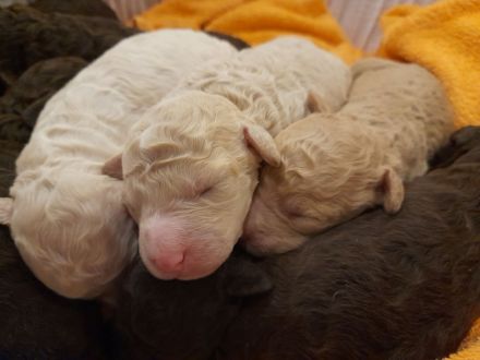 Spanischer Wasserhund Pudel Mix