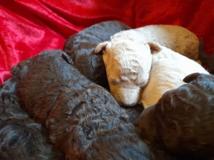 Spanischer Wasserhund Pudel Mix