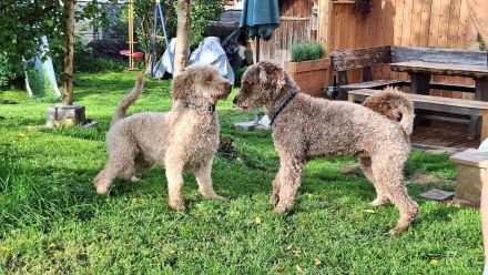 Spanischer Wasserhund Pudel Mix