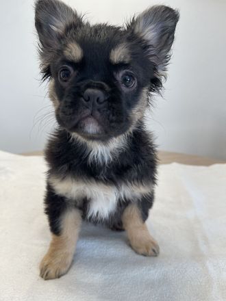 Französische Bulldogge Fluffy – Welpen abzugeben