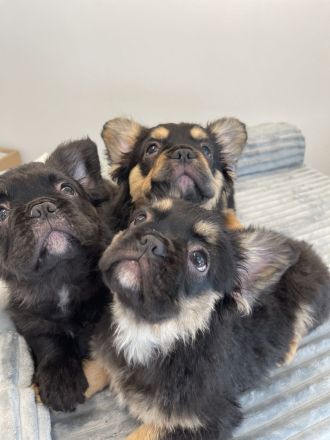 Französische Bulldogge Fluffy – Welpen abzugeben