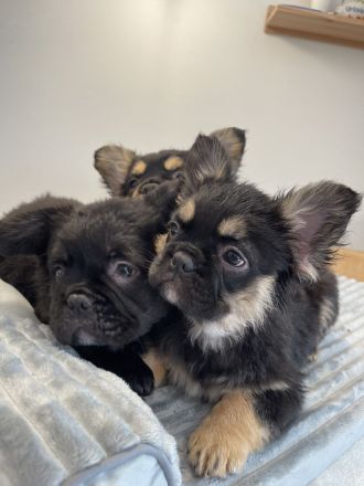 Französische Bulldogge Fluffy – Welpen abzugeben