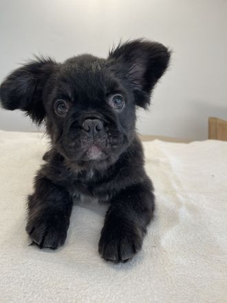 Französische Bulldogge Fluffy – Welpen abzugeben