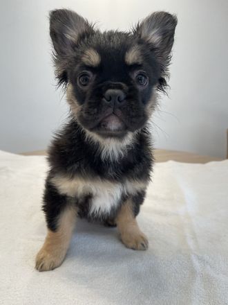 Französische Bulldogge Fluffy – Welpen abzugeben