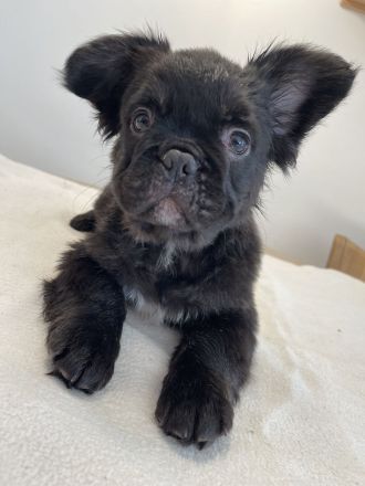 Französische Bulldogge Fluffy – Welpen abzugeben