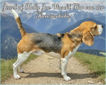 Beagle Deckrüde Joe
