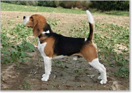 Beagle Deckrüde Joe
